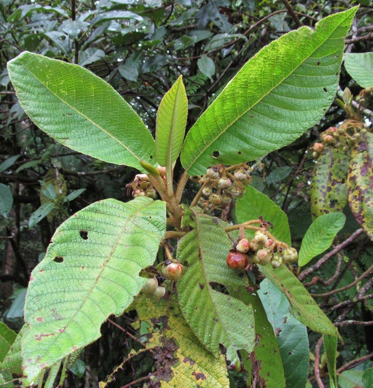 Saurauia 12