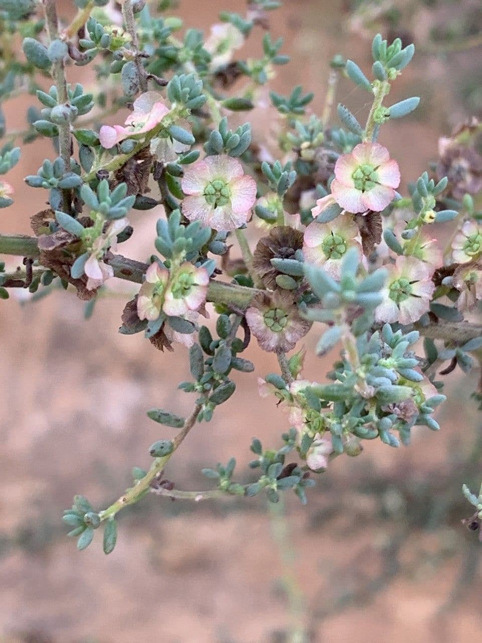 Maireana brevifolia