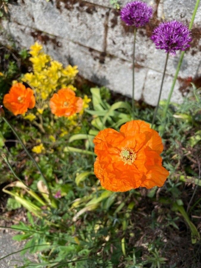 Atlantischer Mohn 3