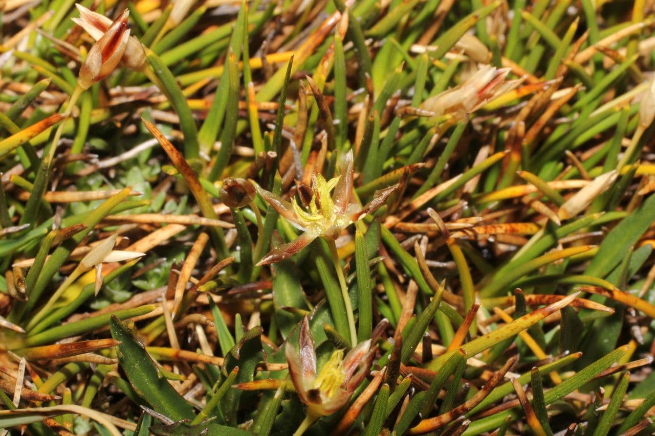 Oxychloe andina 4