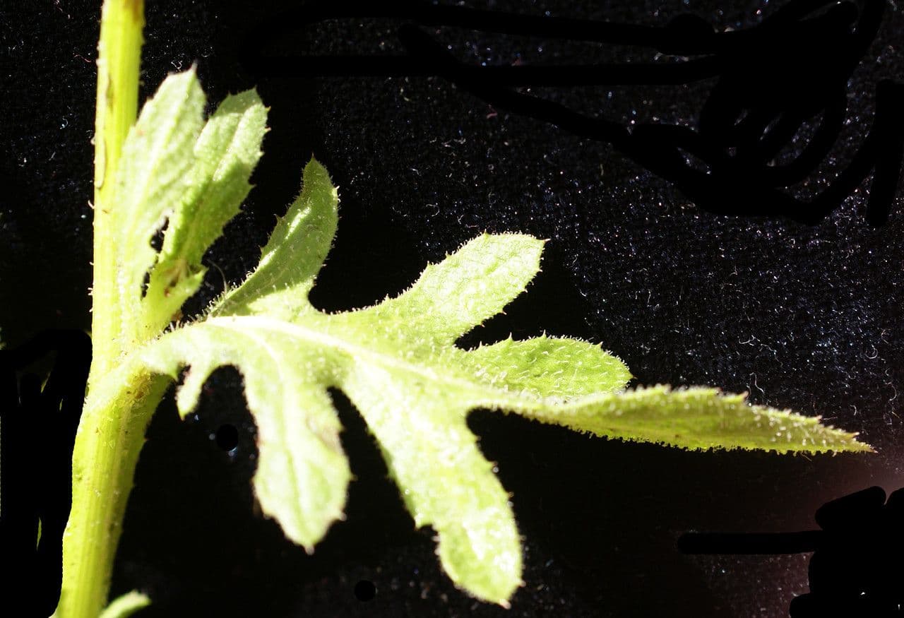 Volutaria tubuliflora 15