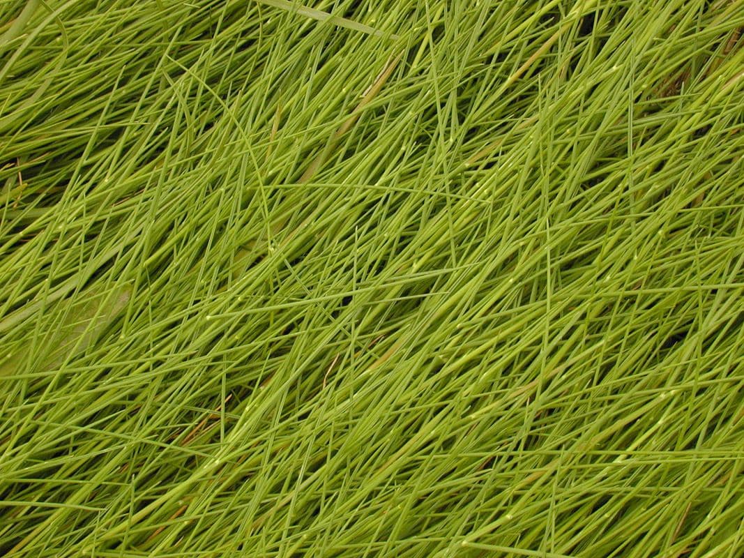Andelgras 12
