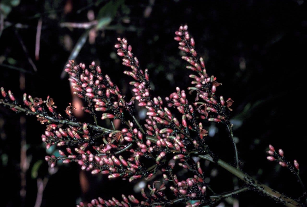 Alpinia