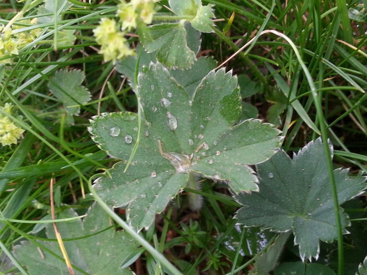Alchemilla 11
