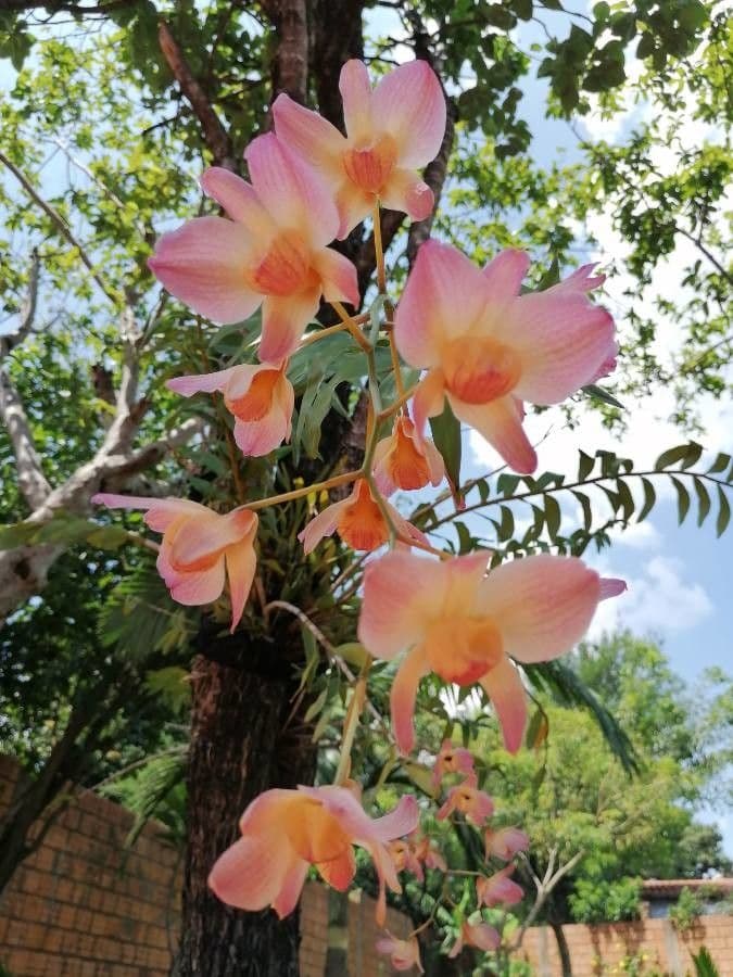 Moschus-Dendrobium 5