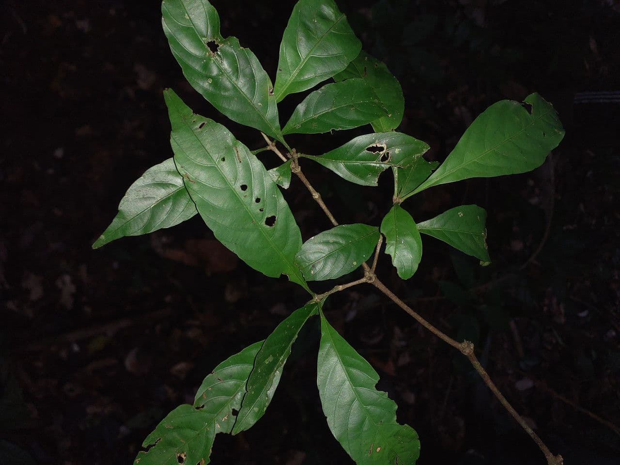 Lacunaria 3