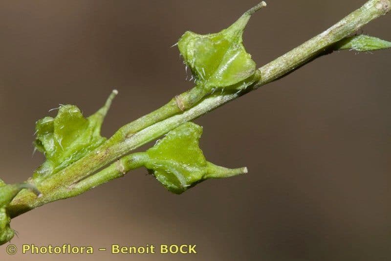 Acker-Guiraoa 4