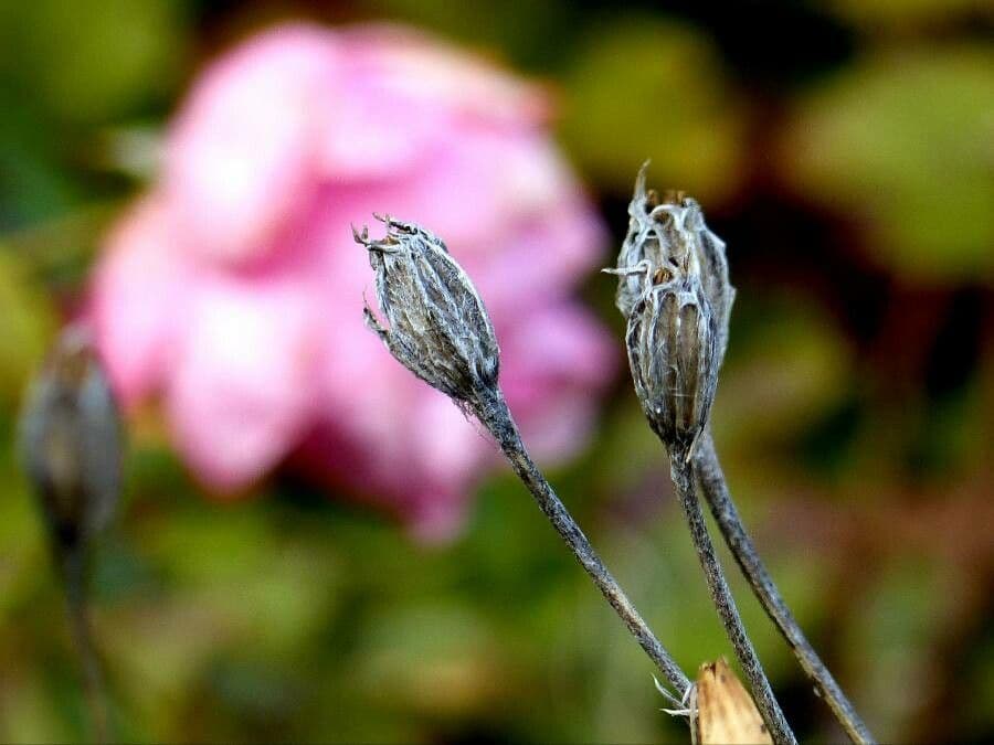 Phlox subulato