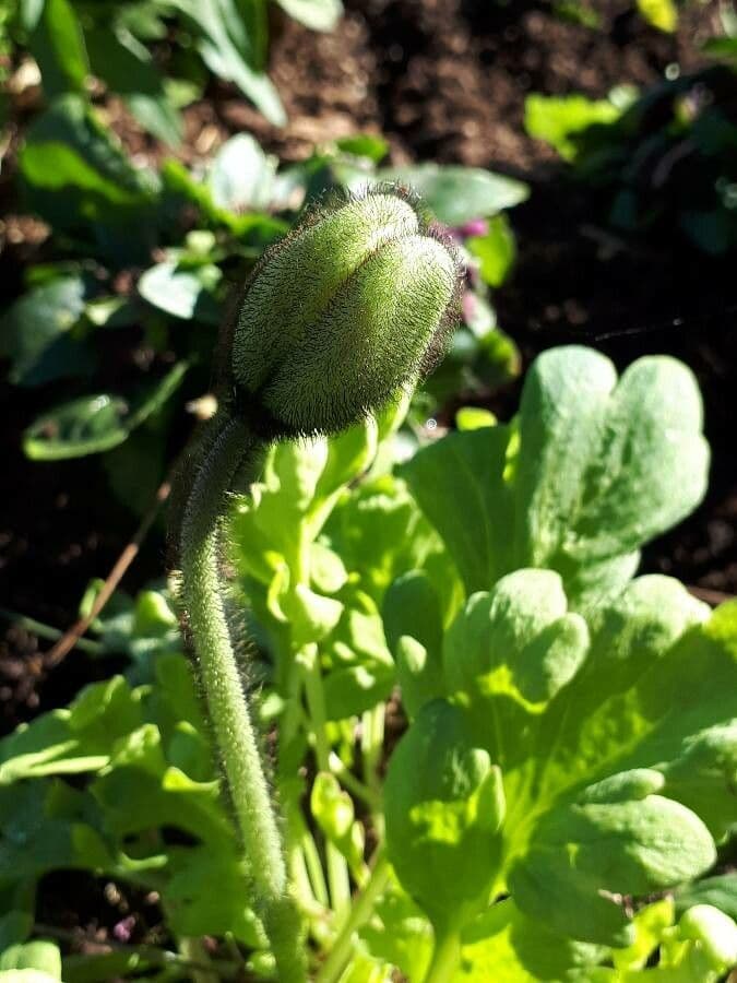 Arktischer Mohn 2