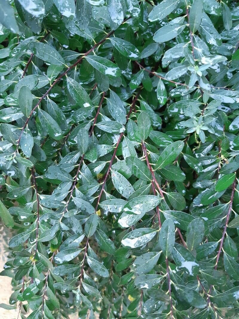 Spirea giapponese 19