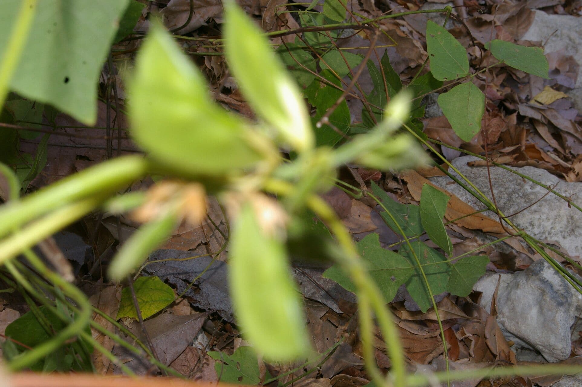 Rhynchosia 3