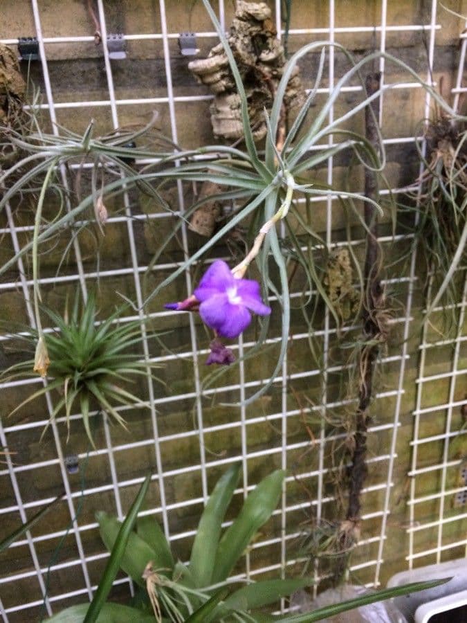 Tillandsia 2