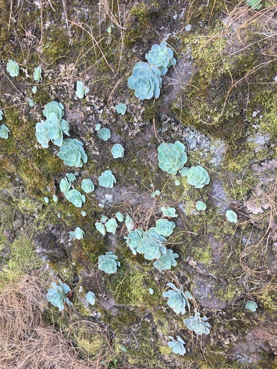 Aeonium aureum 3