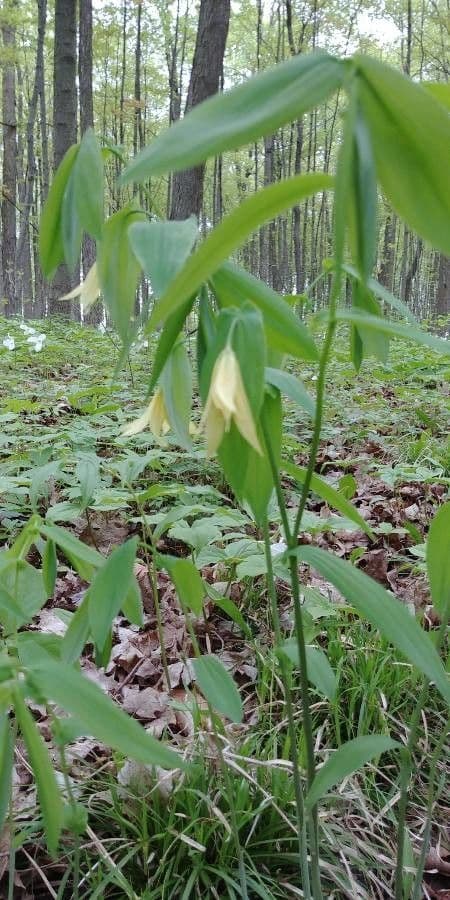 Uvularia perfoliata 6