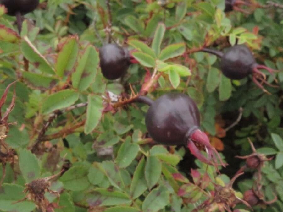Bibernell-Rose 2