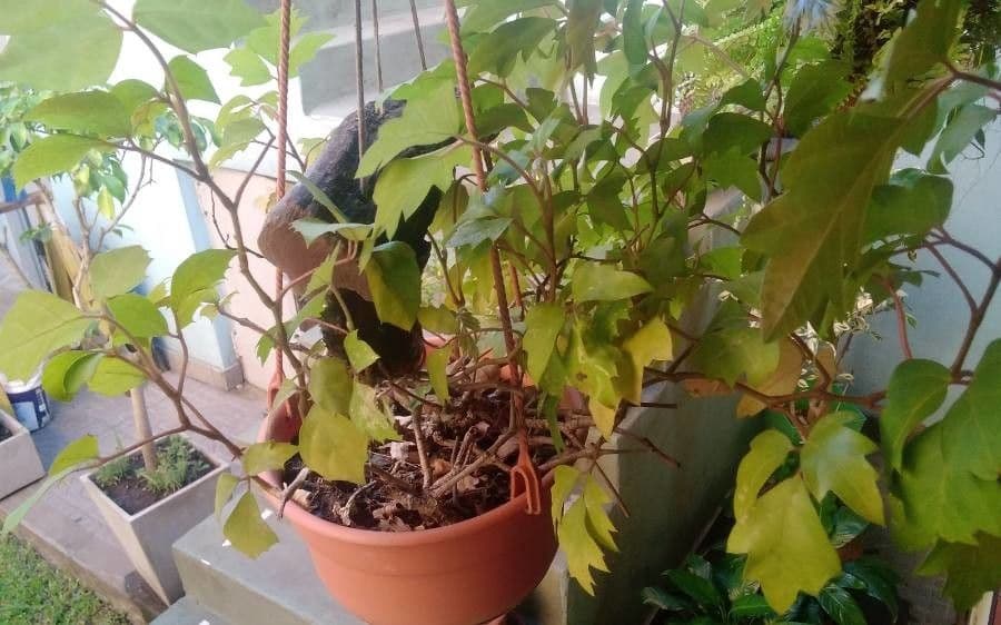 Cissus alato 11