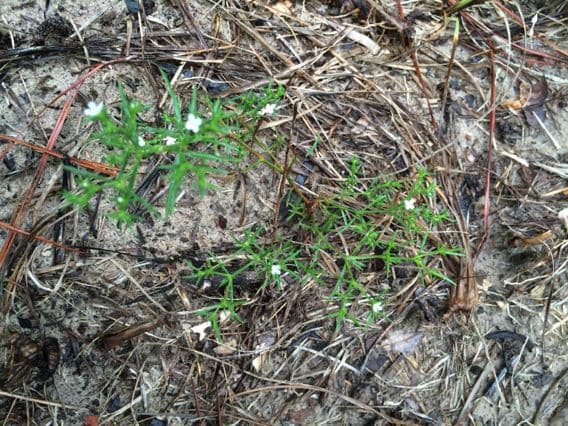 Polypremum procumbens 10