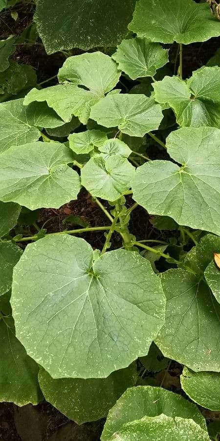 Pericallis 8