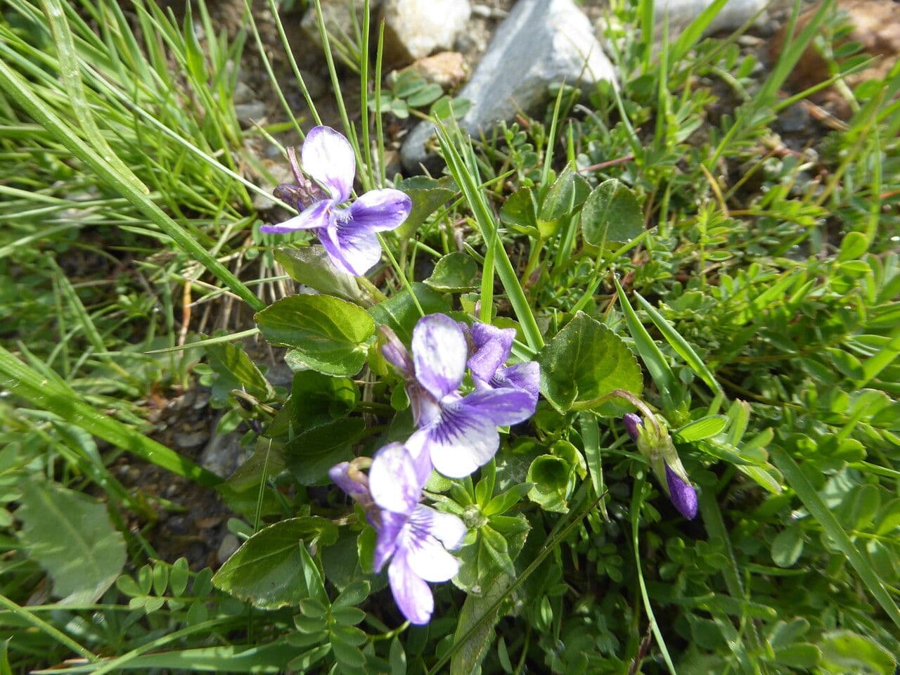 Viola palustre 11