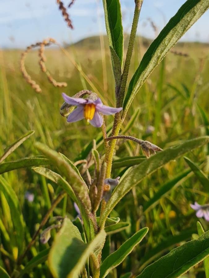 Solanum 6