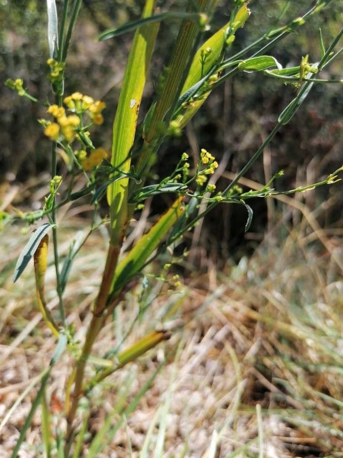 Bupleurum 17