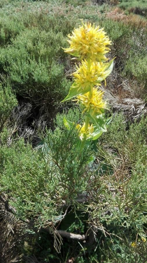 Genziana maggiore 7