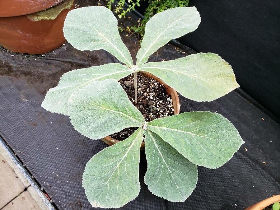 Sinningia leucotricha 6