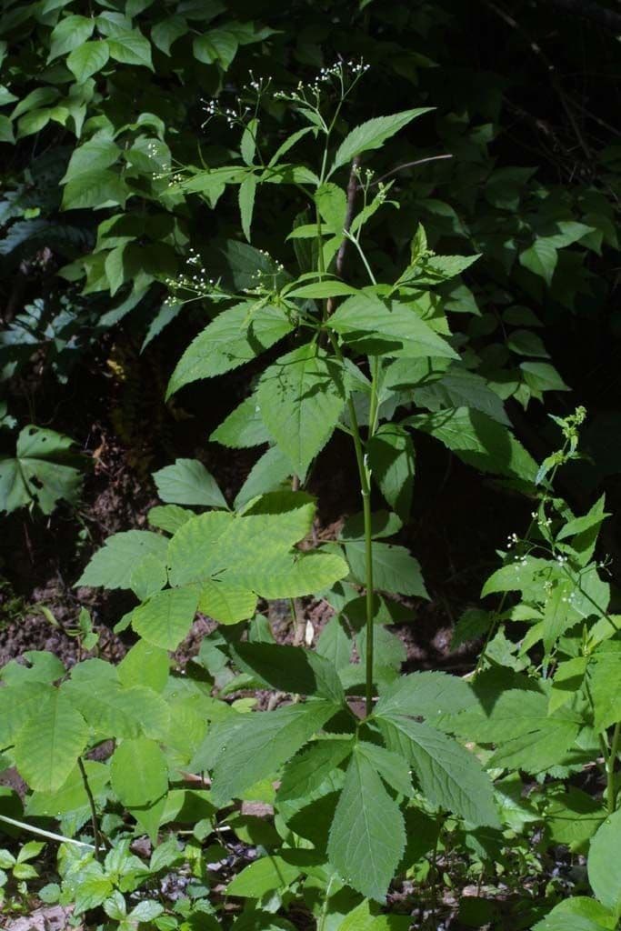 Criptotaenia canadensis 11