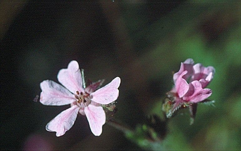 Horkelia