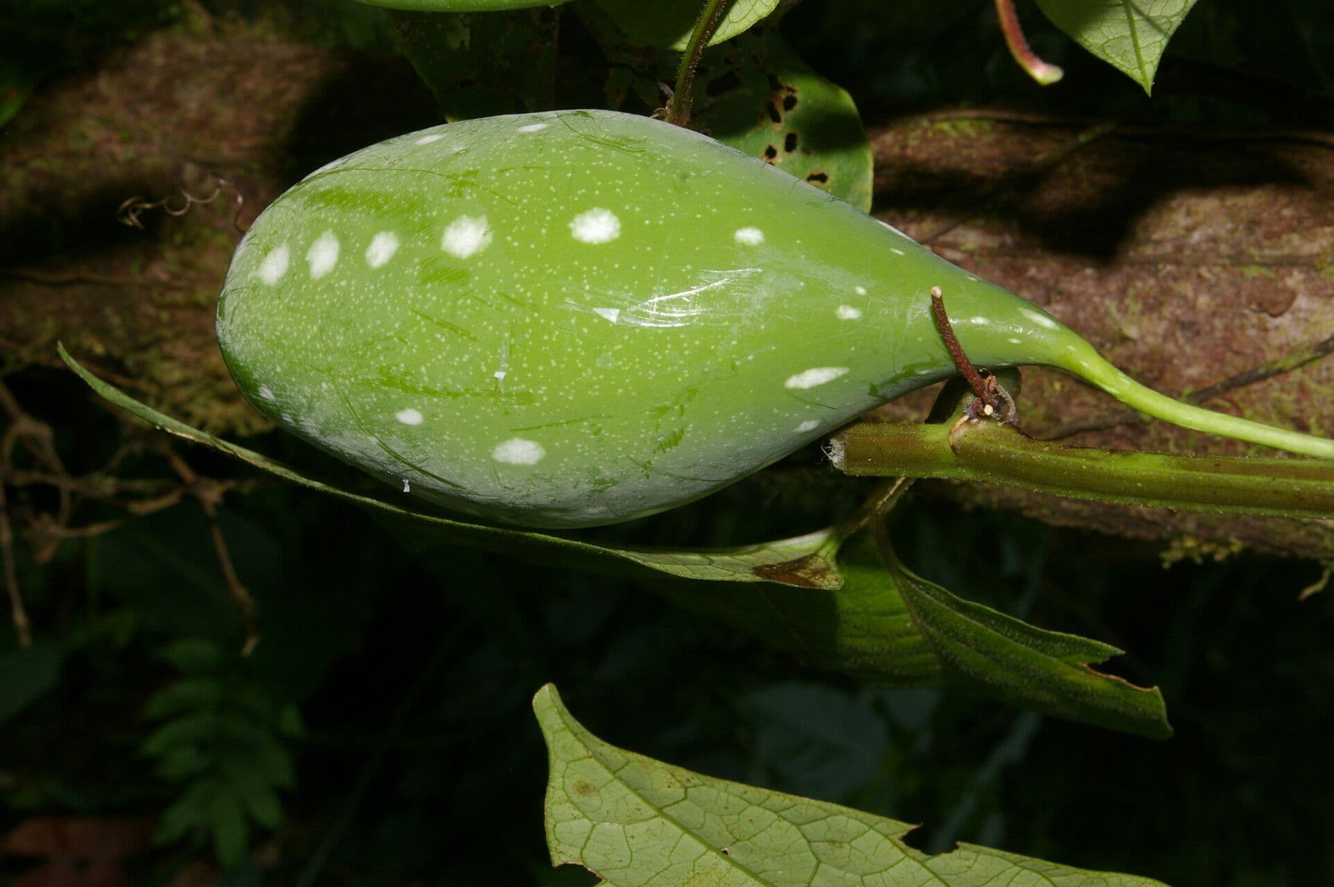 Passiflora 4