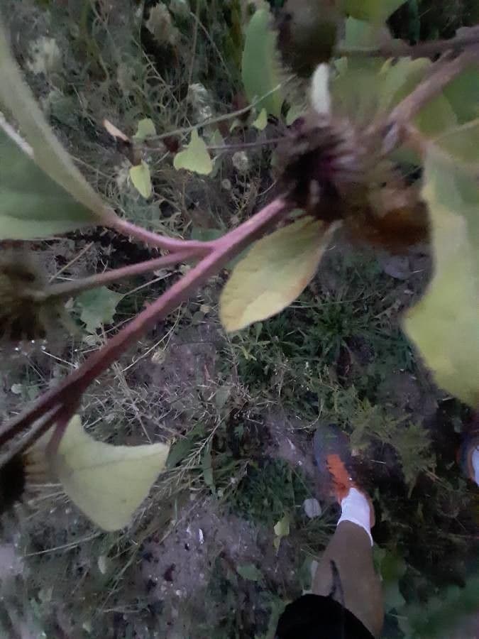 Bardana lanuta 25