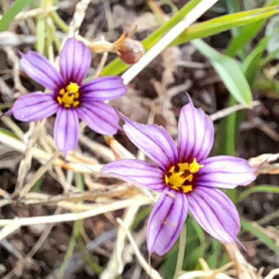 Kleinblütiges Igel-Schwertlilie 3