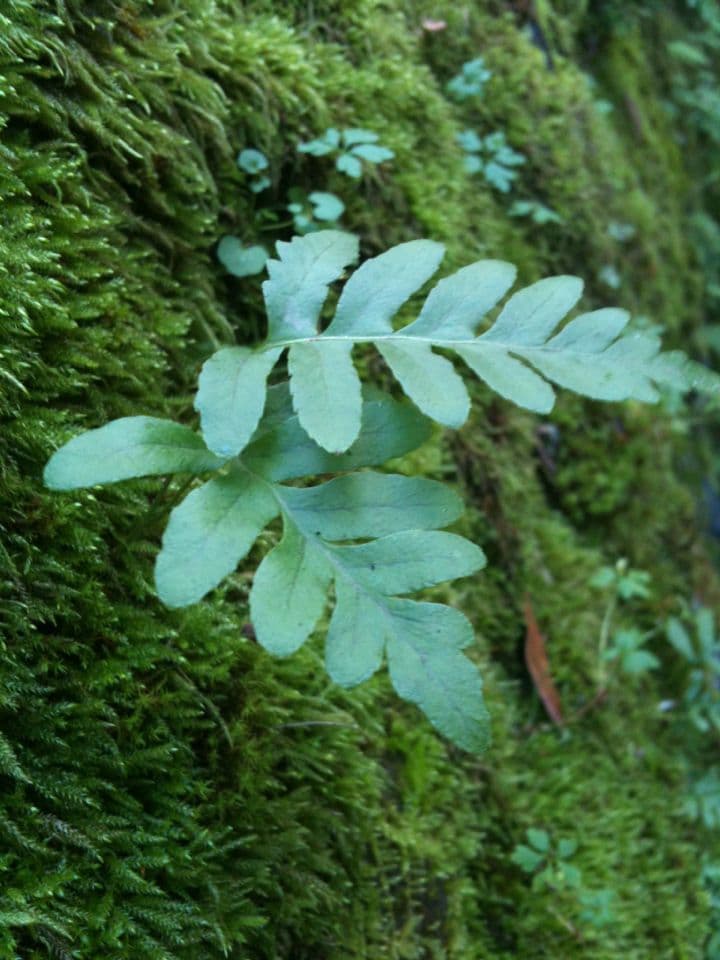Polypodium californicum
