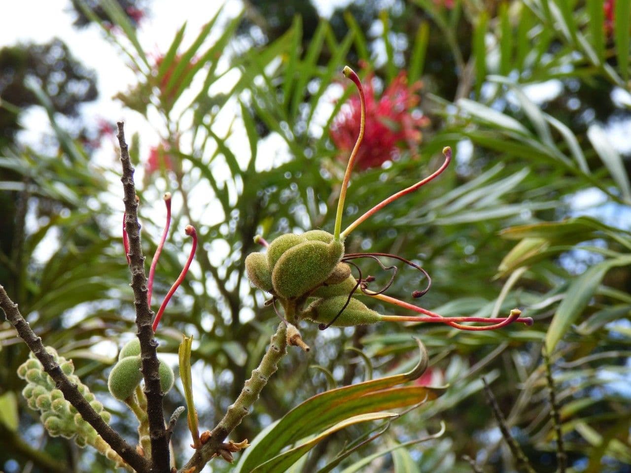 Grevillea
