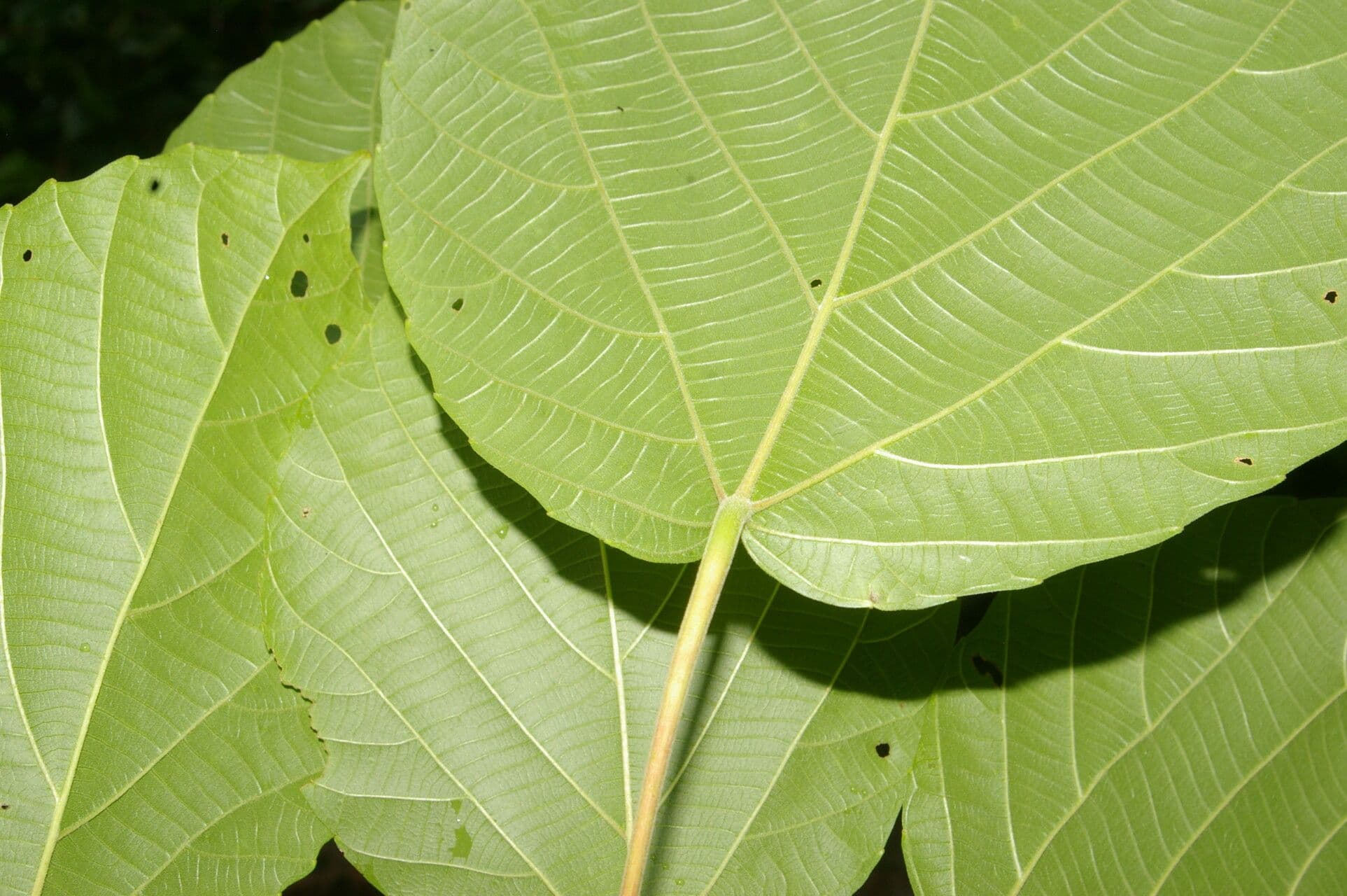 Conceveiba 2