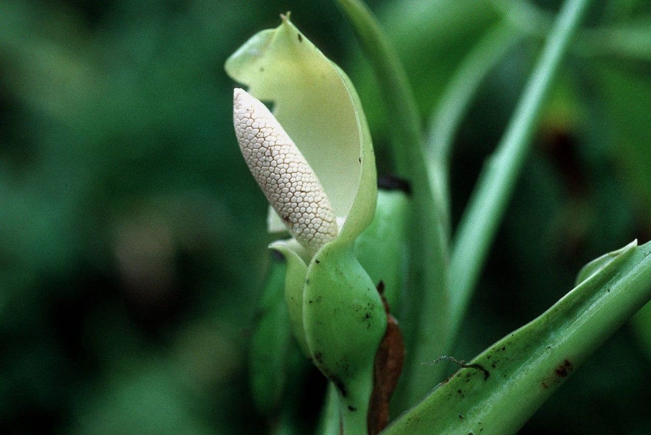 Syngonium 7