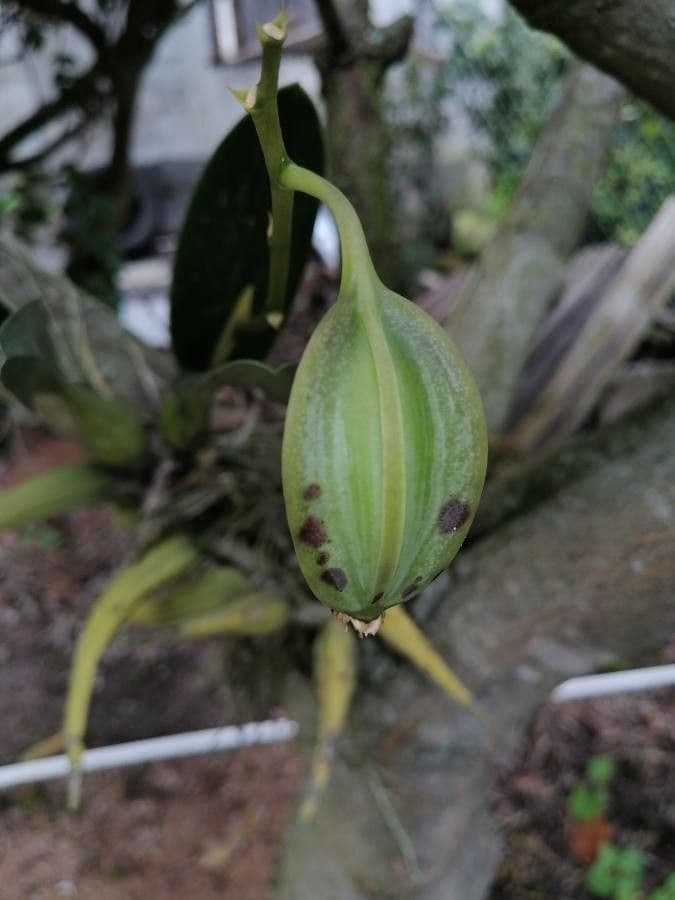 Dendrobium