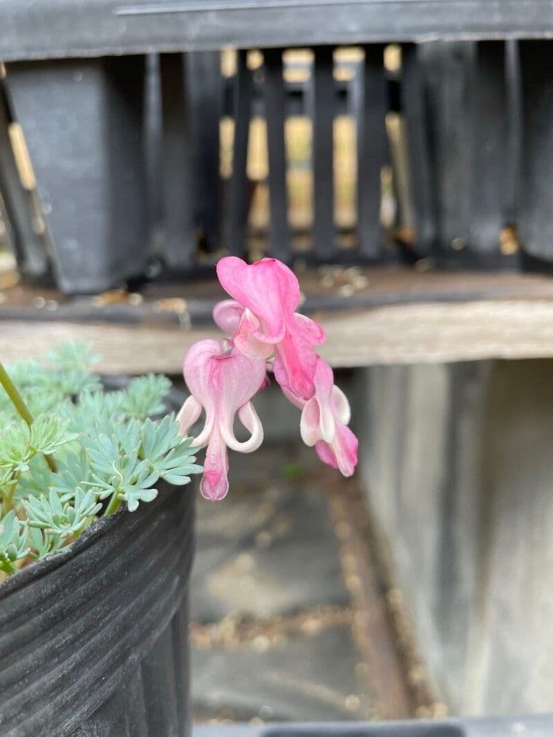 Dicentra 2