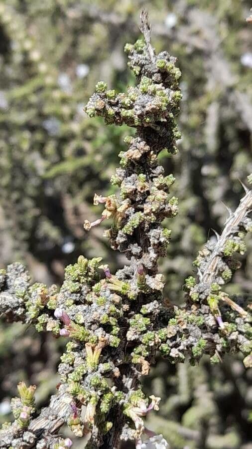 Junellia 13