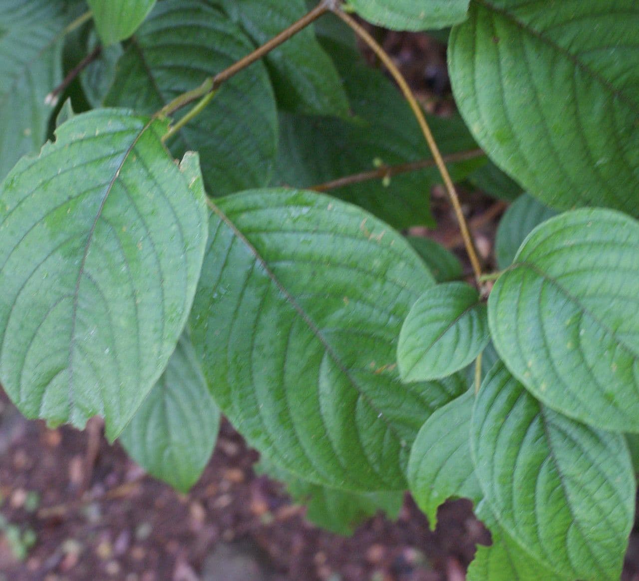 Mussaenda erythrophylla 13