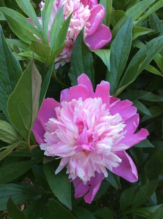 Echte Pfingstrose 10