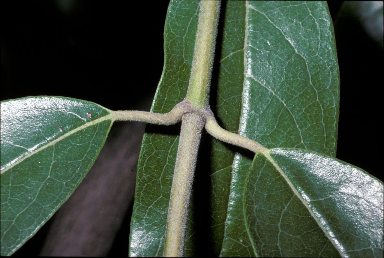 Garrya