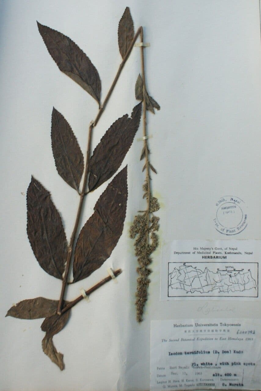 Isodon 4