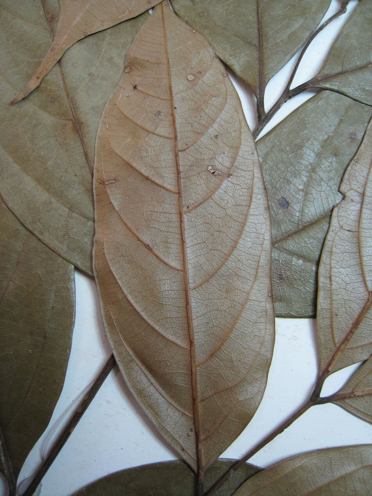 Talisia 11