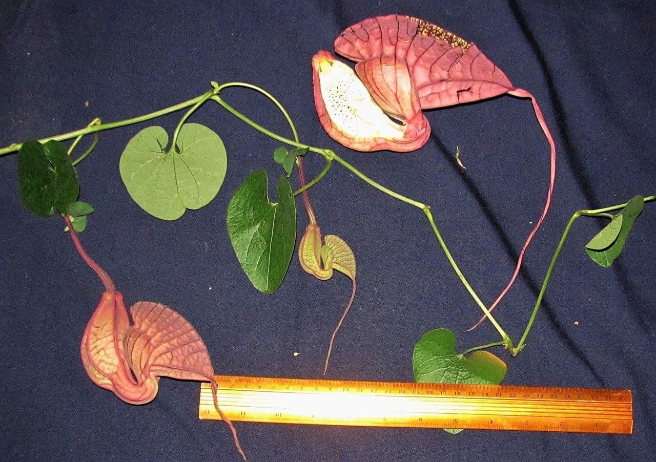 Fiore d'anatra 28