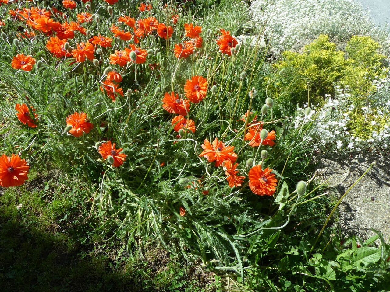 Orientalischer Schlafmohn 26