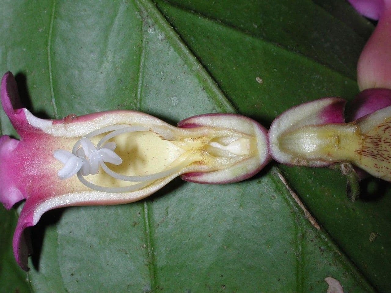 Schlegelia