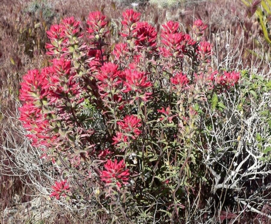 Castilleja angustifolia