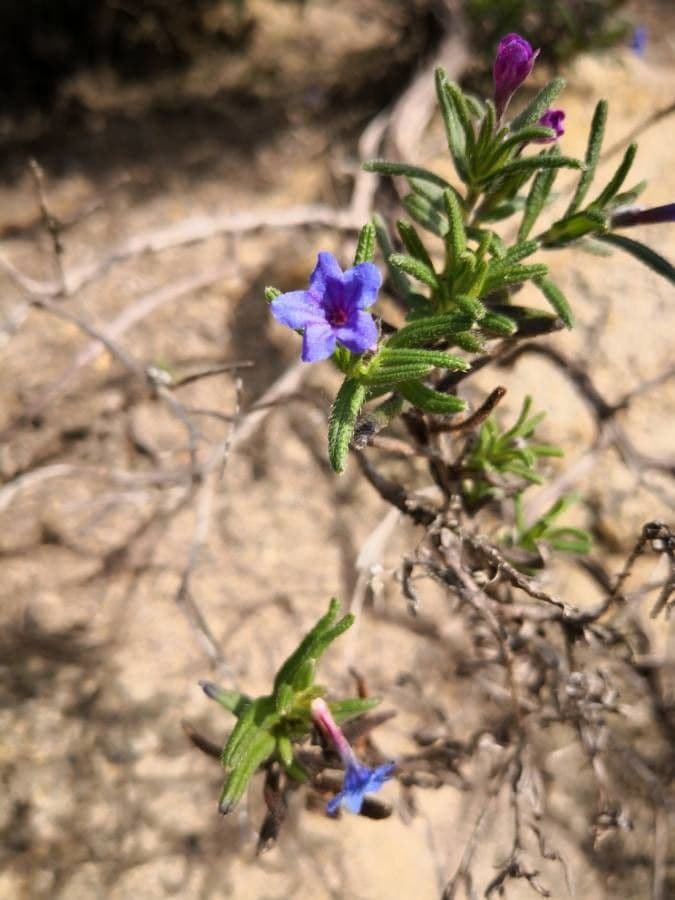 Erba perla arbustiva