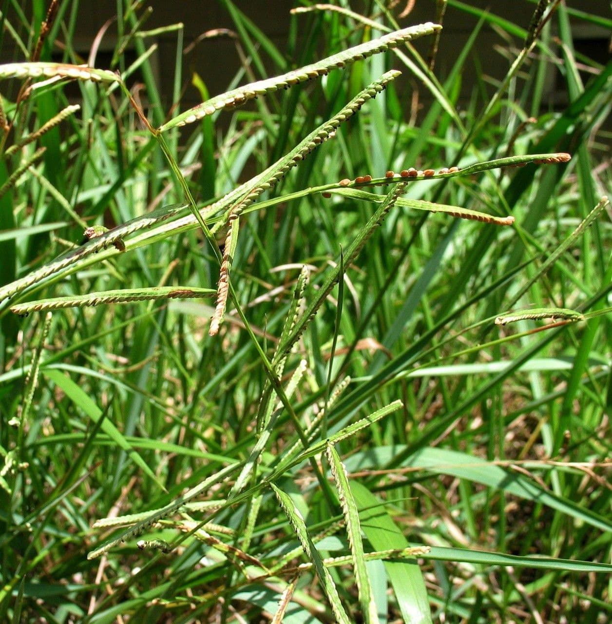 Paspalum scrobiculatum 10